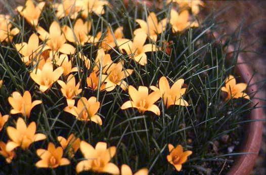 Crocus angustifolius 'Minor' 