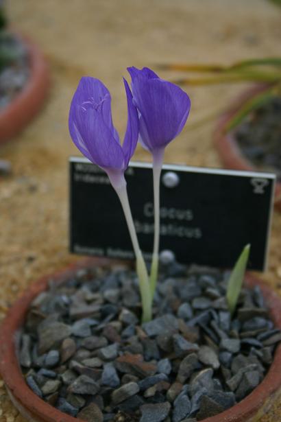 Crocus banaticus 