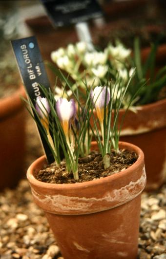 Crocus biflorus 