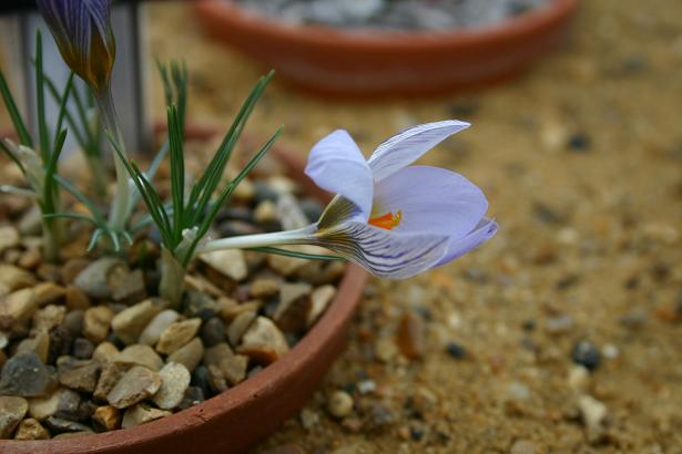 Crocus biflorus ssp. isauricus 