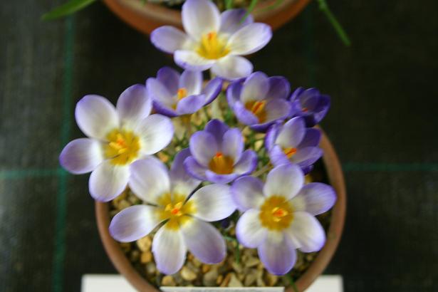 Crocus biflorus pulchricolor 