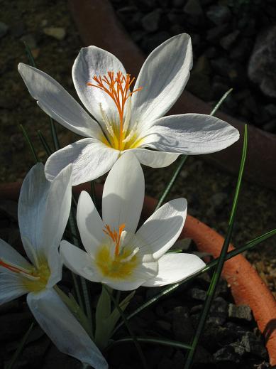 Crocus boryi 