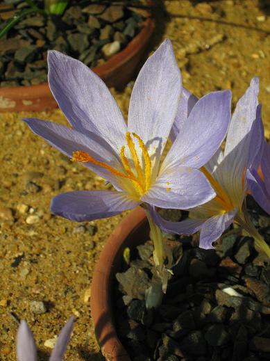 Crocus cancellatus cancellatus 