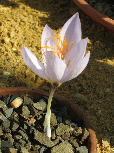 Crocus cancellatus cancellatus 