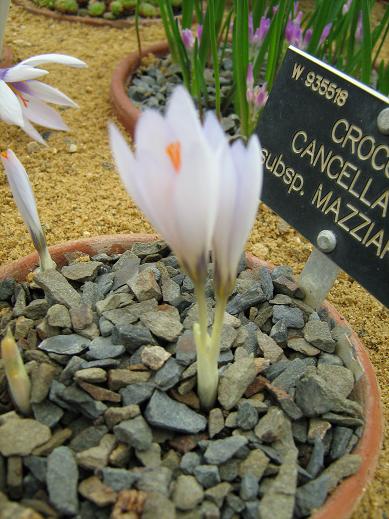 Crocus cancellatus ssp mazziaricus 