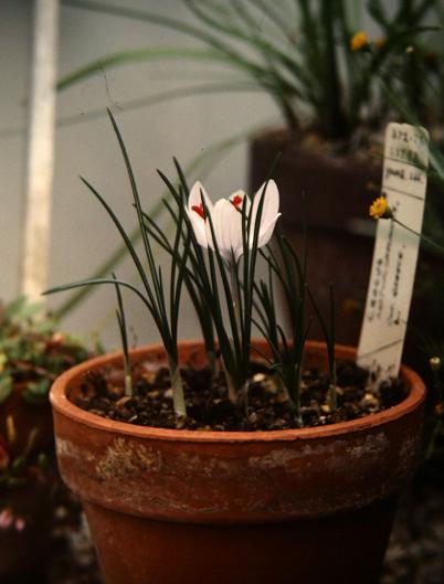 Crocus cartwrightianus 