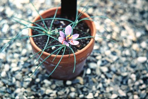 Crocus cartwrightianus 