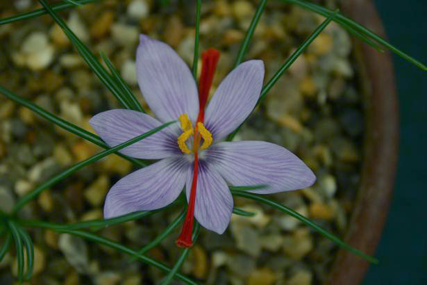 Crocus cartwrightianus 