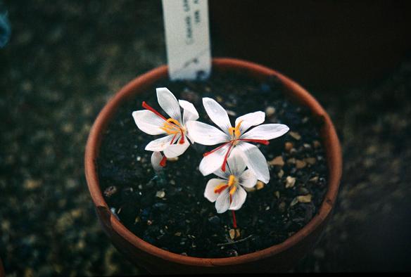 Crocus cartwrightianus 'Albus' 