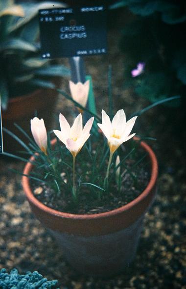 Crocus caspius 