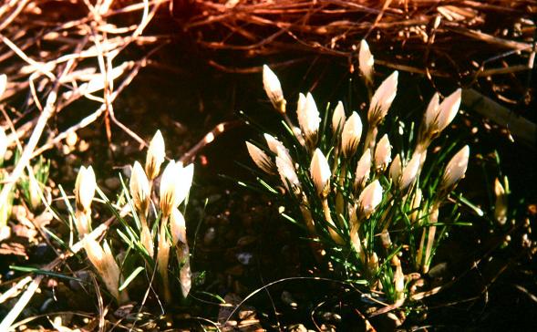 Crocus chrysanthus 