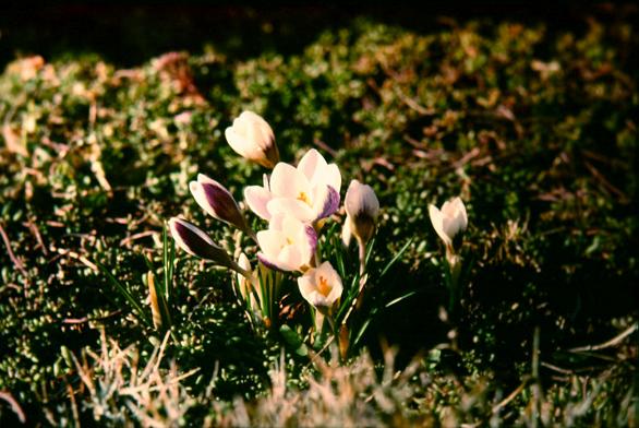 Crocus chrysanthus 