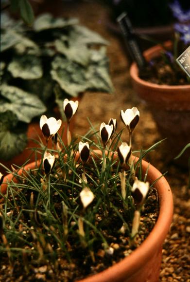 Crocus chrysanthus 'Ladykiller' 