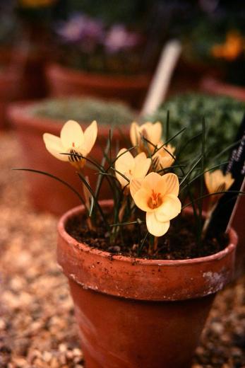 Crocus chrysanthus 'Mariette' 