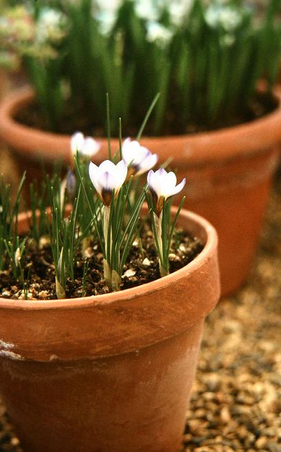 Crocus chrysanthus 'Princess Beatrix' 