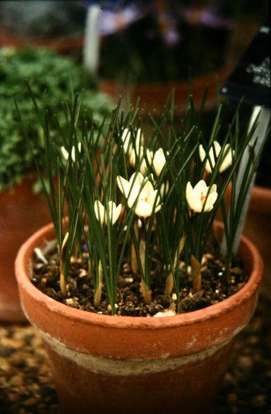 Crocus chrysanthus 'Warley' 