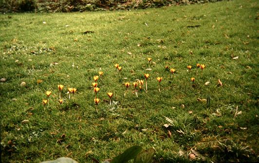 Crocus chrysanthus 'Zwanenburg Bronze' 