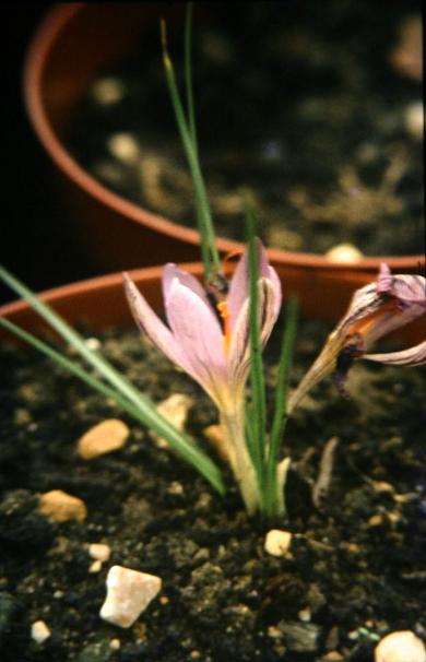 Crocus corsicus 