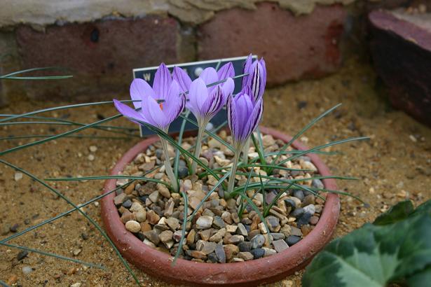 Crocus corsicus 