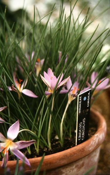 Crocus corsicus 