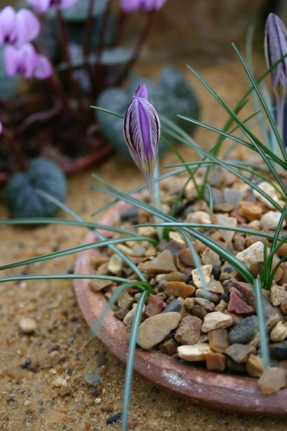 Crocus corsicus 