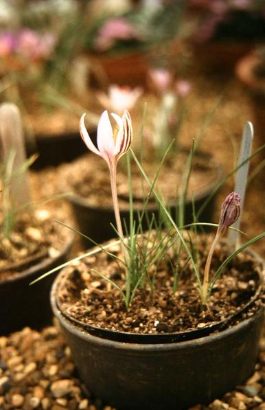 Crocus corsicus 