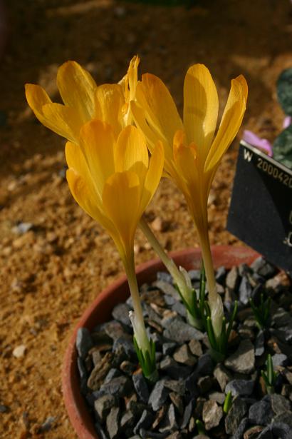  Crocus cvijicii