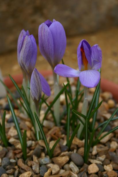 Crocus etruscus 