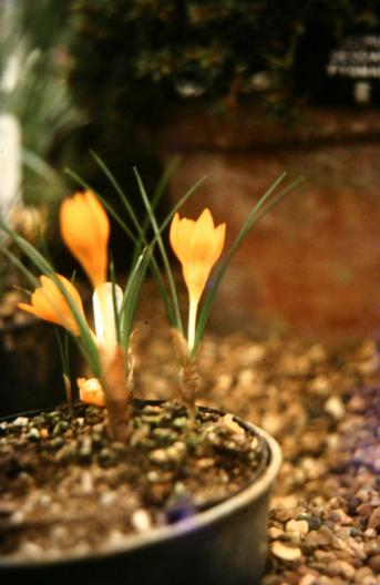 Crocus flavus 