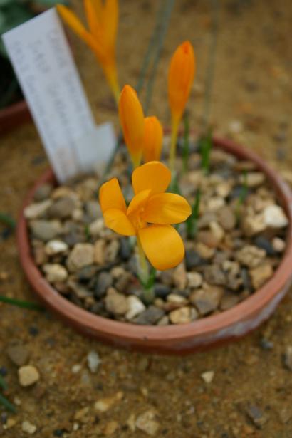 Crocus gargaricus ssp gargaricus 