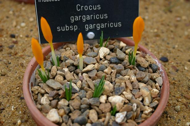 Crocus gargaricus ssp gargaricus 