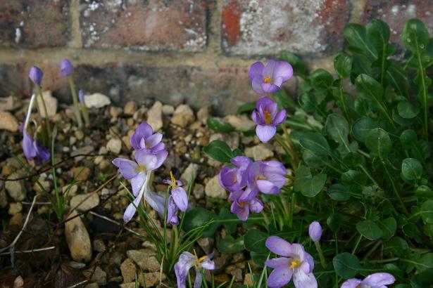 Crocus goulimyi 