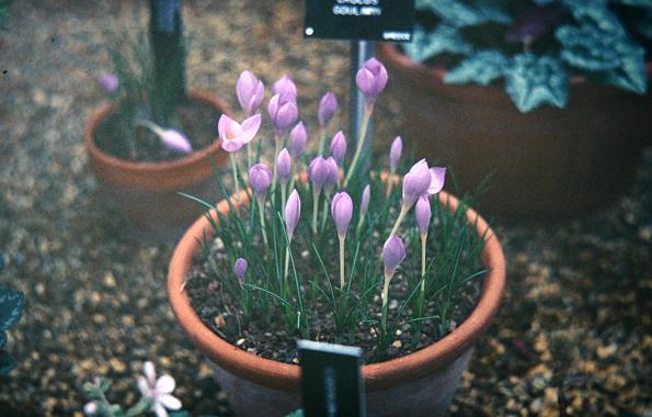 Crocus goulimyi 