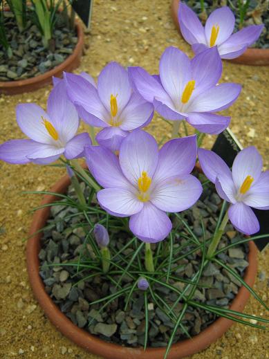 Crocus goulimyi 