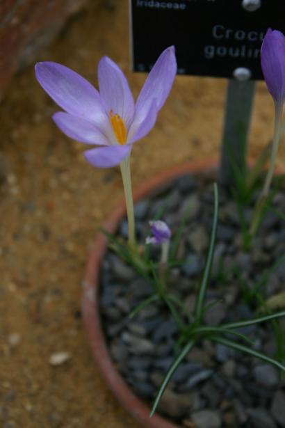 Crocus goulimyi 