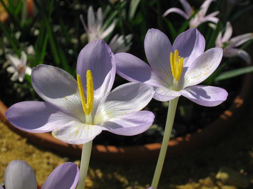 Crocus goulimyi 