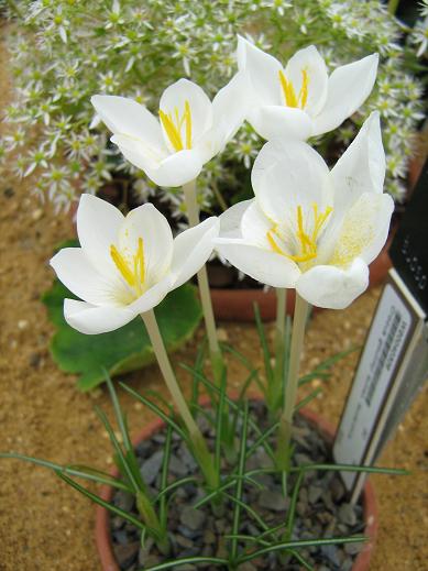 Crocus goulimyi ssp leucanthus 