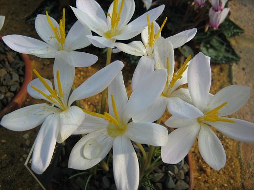 Crocus goulimyi ssp leucanthus 