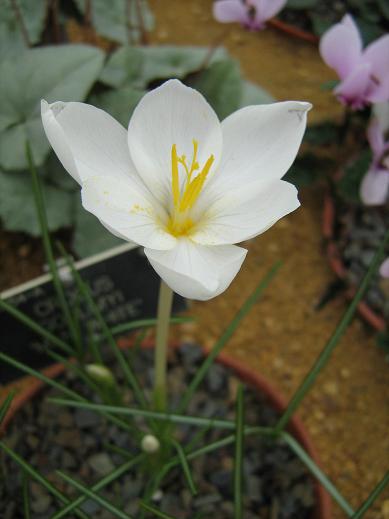 Crocus goulimyi 'Mani White' 