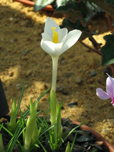 Crocus goulimyi 'Mani White' 