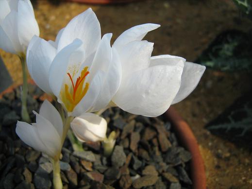 Crocus hadriaticus 