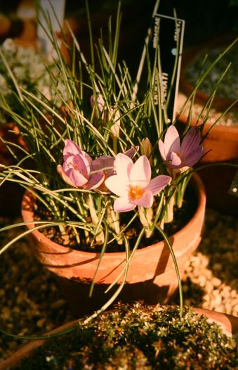 Crocus imperati 