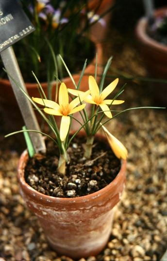 Crocus korolkowii 