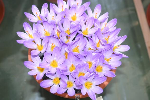 Crocus kosaninii 