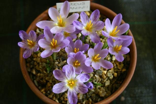 Crocus kosaninii 