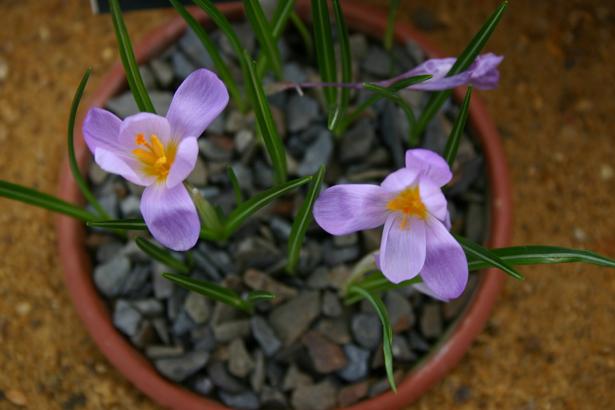 Crocus kosaninii 