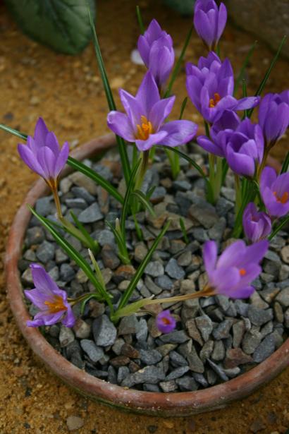 Crocus kosaninii 