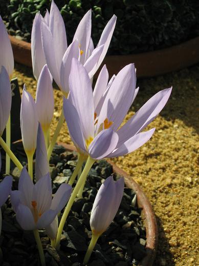 Crocus kotschyanus 