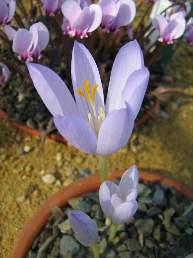 Crocus kotschyanus capadocicus 