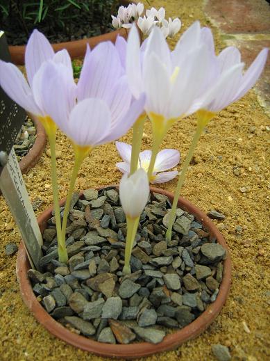 Crocus kotschyanus ssp. kotschyanus 